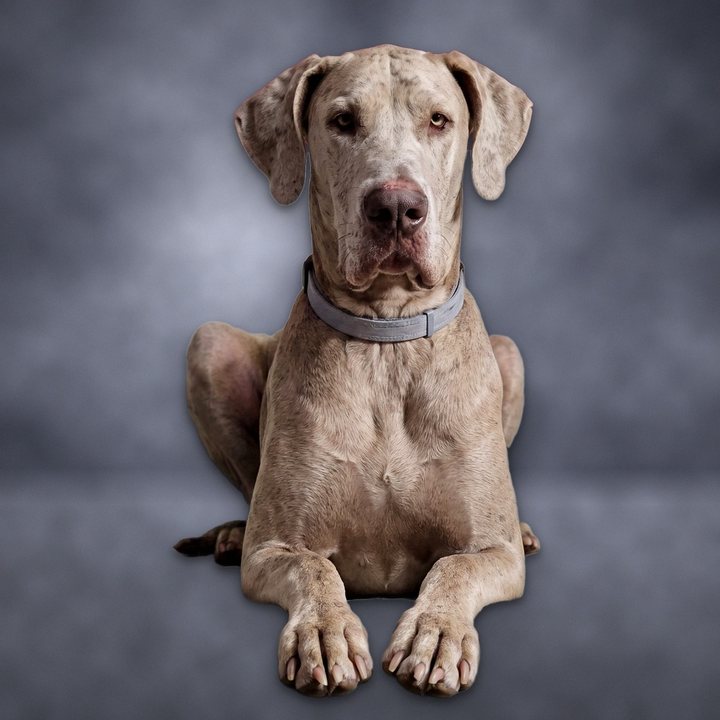Bentley, a Great Dane
